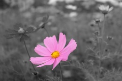 IMG_0396