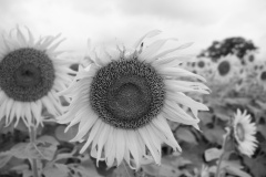 IMG_1042_2