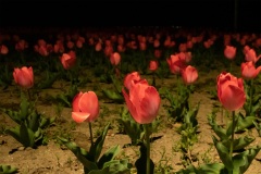 IMG_1149_2